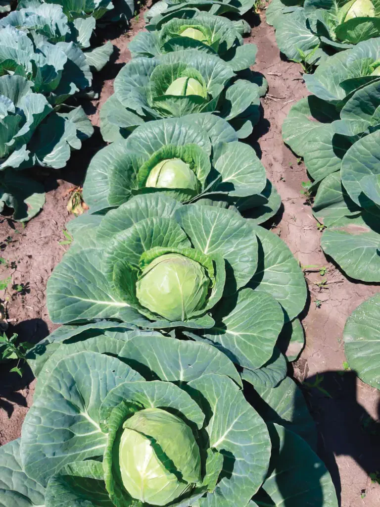 Libra Seeds капуста білоголова Рітейл F1 (середньопізній) 2500 насінин
