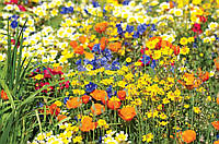 Насіння суміші квітів і трав Вишукана галявина Hem Zaden 30 г/50 м²