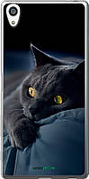 Чехол на Sony Xperia Z5 Premium E6883 Дымчатый кот "825t-345-70447"
