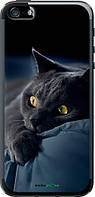 Чехол на iPhone SE Дымчатый кот "825u-214-70447"