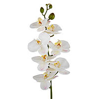 Орхидея "Фаленопсис", кремовая, 75 см Ku