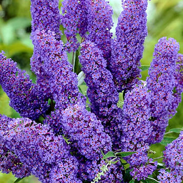 Саджанці Буддлеї Давида Нано Блю (Buddleja davidii Nanho Blue)