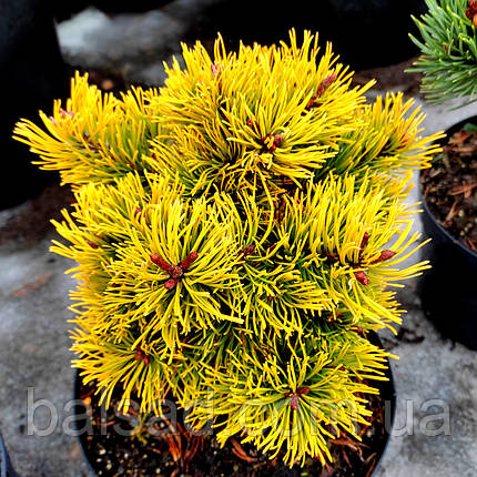 Сосна Літтл Голд Стар / С5 / Штамб h 80-95/ Pinus Little Gold Star, фото 3