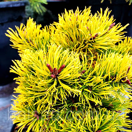 Сосна Літтл Голд Стар / С5 / Штамб h 80-95/ Pinus Little Gold Star, фото 1