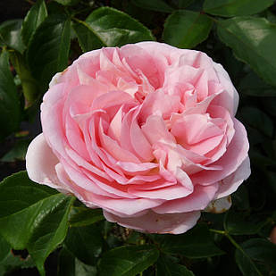 Саджанці чайно-гібридної троянди Вояж (Rose Voyage)