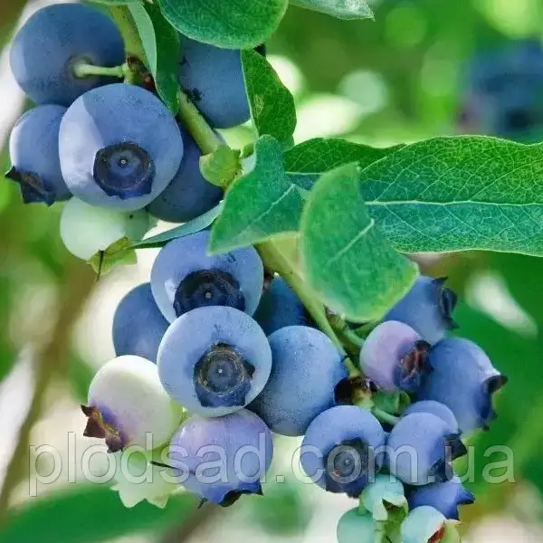 Лохина Сієрра 3 роки