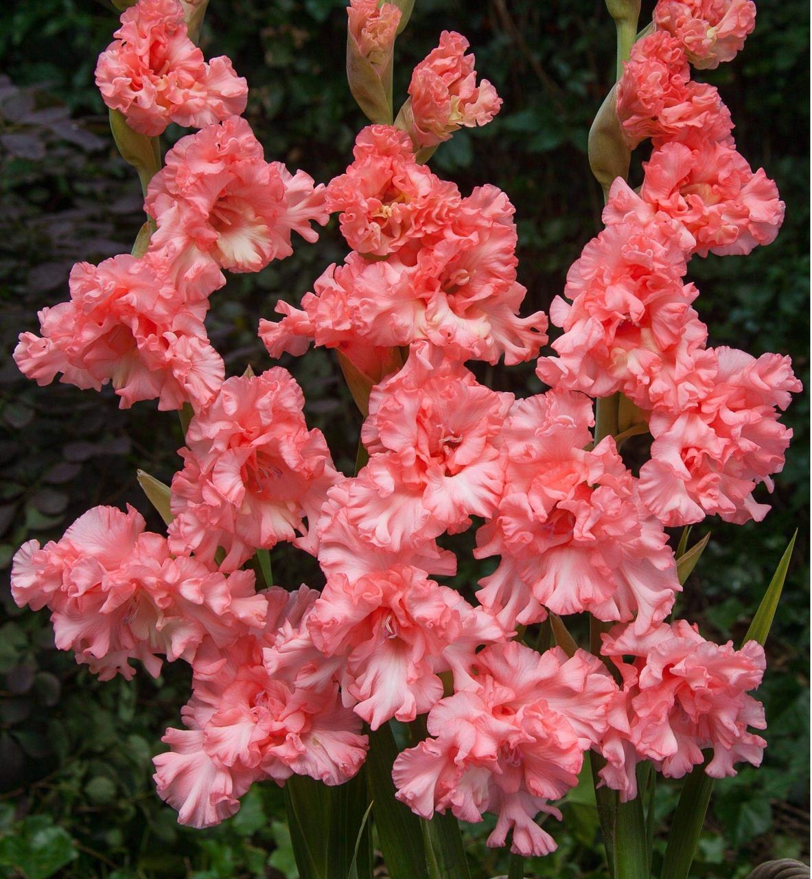 Гладіолус Riks frizzle 14/16