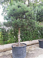 Сосна черная (PINUS NIGRA) ALTO FUSTO, C370 d35-40