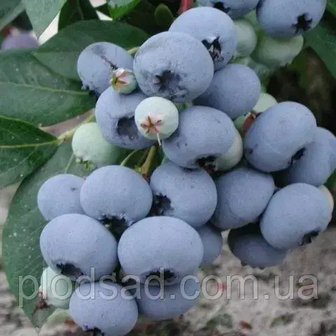 Лохина Деніс Блю крупномір ( 5 років)