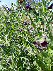 Чорнокорінь лікарський 1 грам, насіння медоносів, лікарських трав.