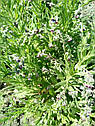Чорнокорінь лікарський 1 грам, насіння медоносів, лікарських трав., фото 5