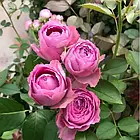 Саджанці спрей троянди Лавандер Лейс (Rose Lavender Lace), фото 3