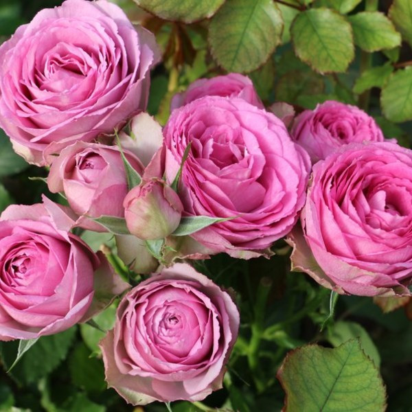 Саджанці спрей троянди Лавандер Лейс (Rose Lavender Lace)