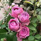 Саджанці спрей троянди Лавандер Лейс (Rose Lavender Lace), фото 2