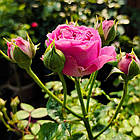 Саджанці спрей троянди Місті Бабблс (Rose Misty Bubbles), фото 2