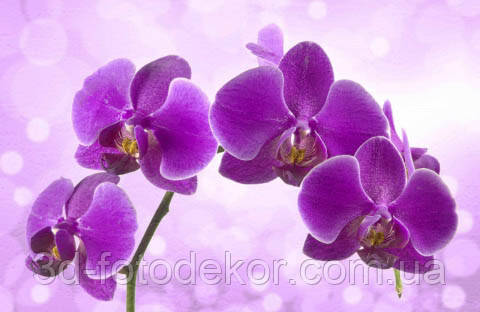 Фото обои "Ветка фиолетовой орхидеи" - Любой размер! Читаем описание! - фото 2 - id-p368586622