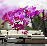 Фото обои "Веточка малиновой орхидеи" - Любой размер! Читаем описание!