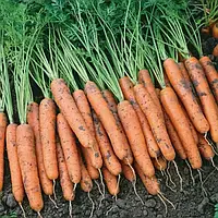 Морква столова Ніагара F1 1 млн.нас.(фракція в описі) Бейо (Вejo), Голандія