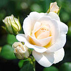 Саджанці троянди флорибунда Сіріус (Rose Sirius), фото 2