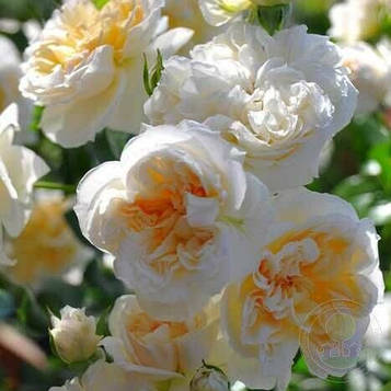 Аріадна (Rosa Ariadne)