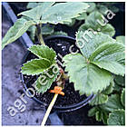 Фіксатор для стебла рослин 100 шт., фото 6