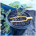 Фіксатор для стебла рослин 100 шт., фото 7