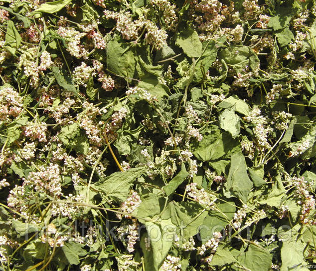 Гречка трава з кольором 1 кг, фото 1