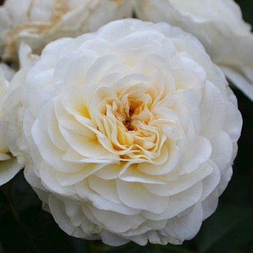 Саджанці троянди флорибунда Леді Романтика (Rose Lady Romantica)