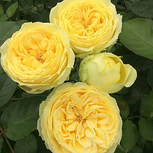 Саджанці англійської троянди Лимон Помпон (Rose Lemon Pompon)