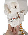 Скелет людини - 170 см Malatec 22583, фото 2
