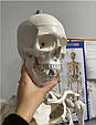 Скелет людини - 170 см Malatec 22583, фото 8