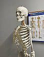 Скелет людини - 170 см Malatec 22583, фото 7