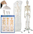 Скелет людини - 170 см Malatec 22583, фото 2