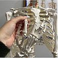Скелет людини - 170 см Malatec 22583, фото 9