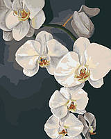 Набор для росписи, картина по номерам, Орхидеи", 40х50см, ТМ "RIVIERA BLANCA"