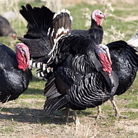 Корм Комбикорм для индюшат "Финиш" от 17 недель, 25 кг