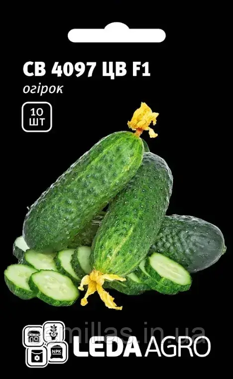 Насіння огірка СВ 4097 ЦВ F1 (SV 4097 CV) 10 шт., партенокарпічного (самозапильного)