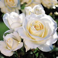 Саджанці спрей троянди Вайт Леді (Rose White Lady)