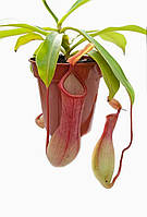 Рослина хижак Непентес Салат AlienPlants Nepenthes "Alata"