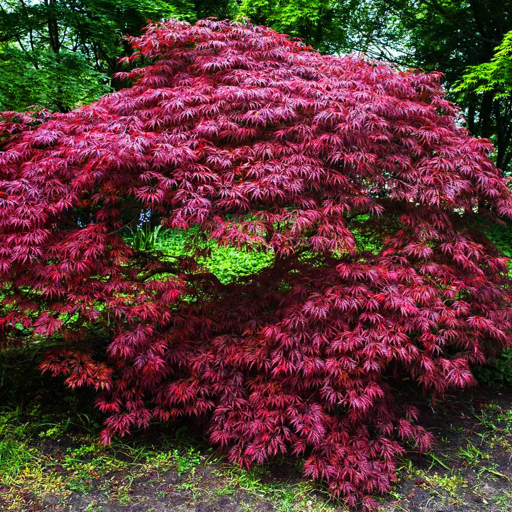 Клен японський Кримсон Квін / С2 / h 40-60 / Acer Crimson Queen