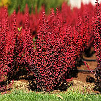 Саженцы барбариса Тунберга Ред Рокет (Berberis thunbergii Red Rocket)