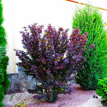 Саджанці барбарис оттавский Сілвер Майлс (Berberis ottawensis Silver Miles)