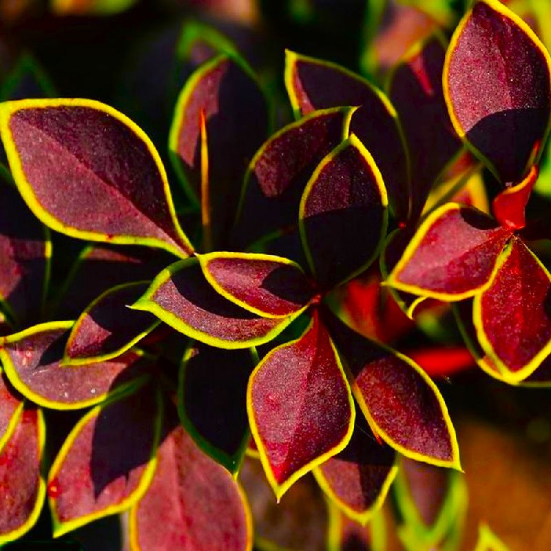 Саджанці Барбарису Тунберга Короніта (Coronita), фото 1