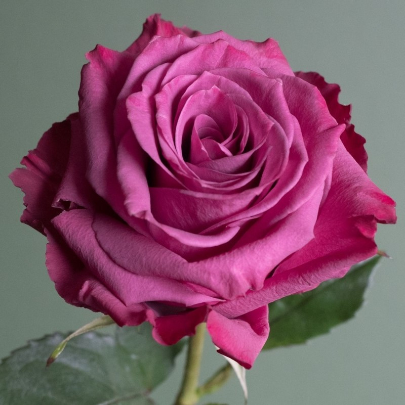 Саджанці чайно-гібридної троянди Блюберрі (Rose Blueberry)