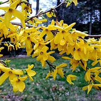 Саженцы Форзиции овальнолистной Тетраголд (Forsythia Tetragold)