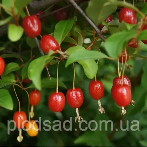 Гумі (лох) парасольковий Поінтіла Аморосо ( 4 роки)