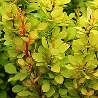 Саженцы барбарис Тунберга Голденрод (Berberis thunbergii Goldenrod)