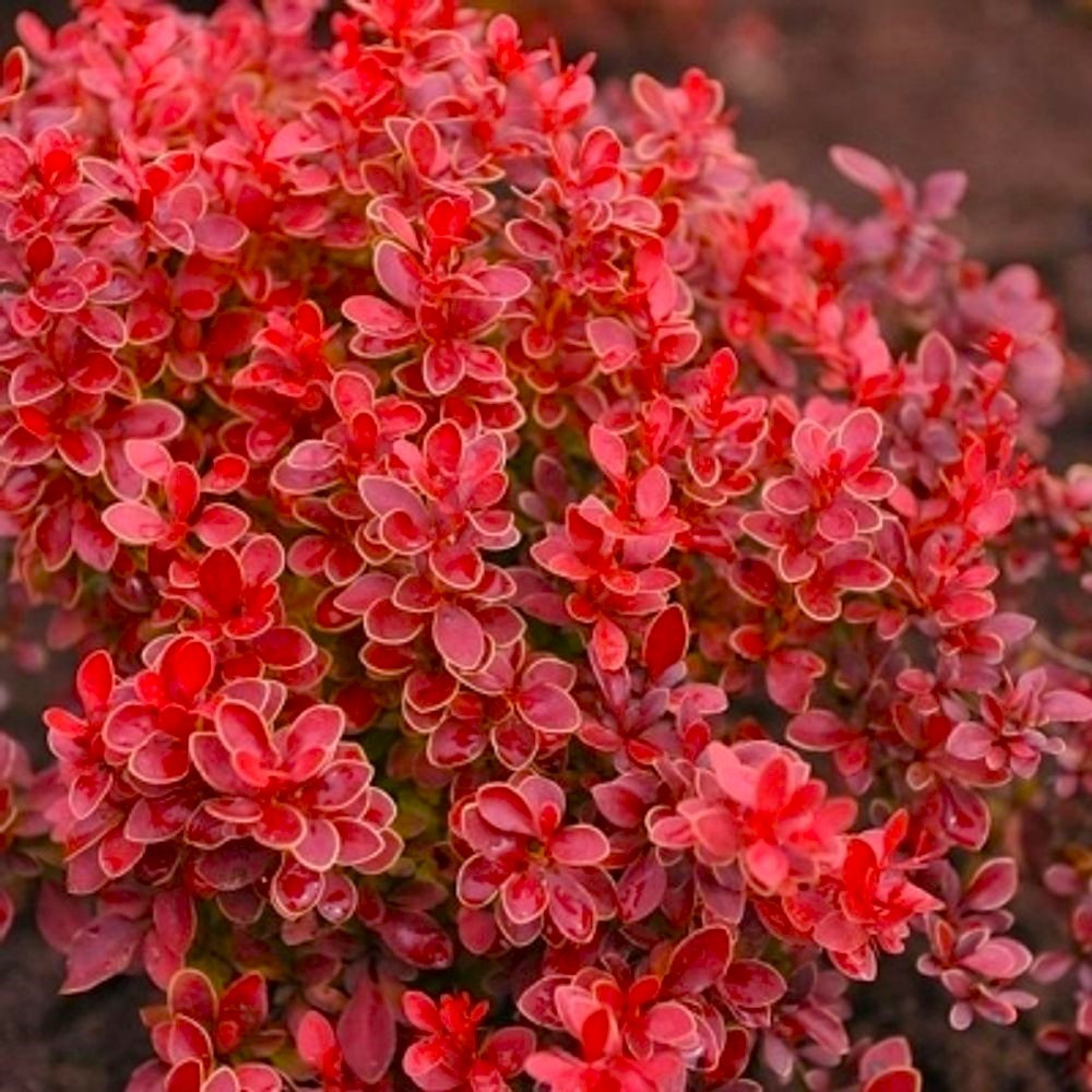 Саджанці барбарис Тунберга Адмирейшн (Berberis Admiration)