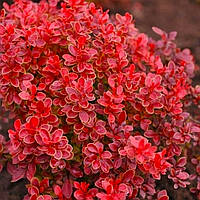 Саженцы барбарис Тунберга Адмирейшн (Berberis Admiration)