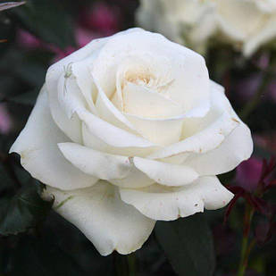 Саджанці чайно-гібридної троянди Прауд (Rose Proud)